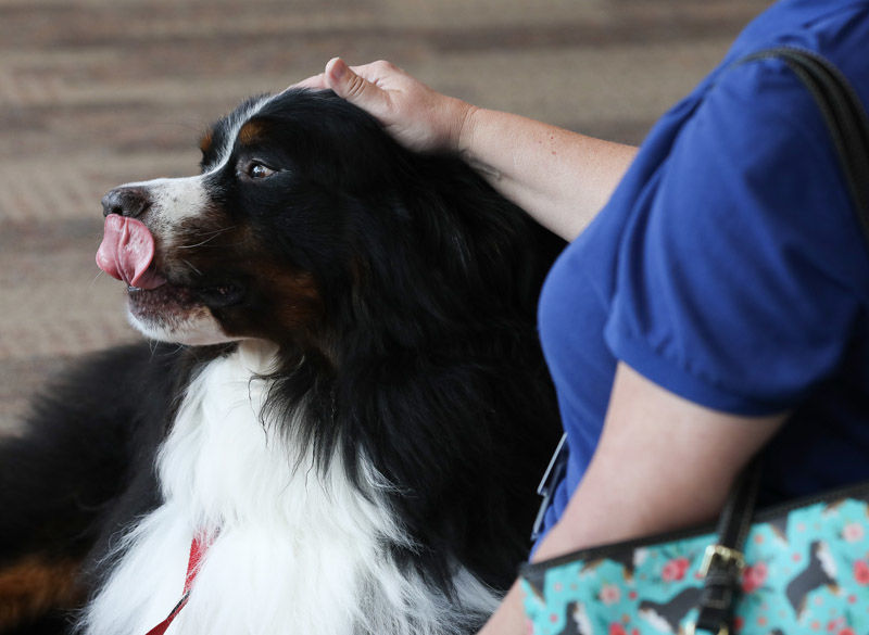 Blessing of the therapy dogs